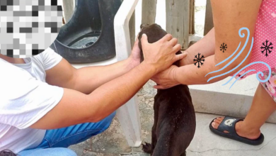 Maltrato animal en Campeche sanciones de hasta 35 mil pesos por exponer mascotas al frío