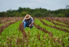 El campo: La ruta para reactivar la economía de Campeche. Foto: Gobierno de México.