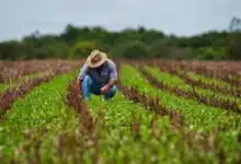 El campo: La ruta para reactivar la economía de Campeche. Foto: Gobierno de México.