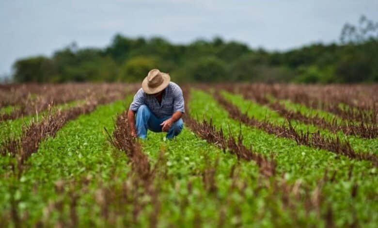 El campo: La ruta para reactivar la economía de Campeche. Foto: Gobierno de México.