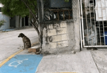 Autoridades del Centro de Bienestar Animal en Ciudad del Carmen atendieron un reporte de negligencia.