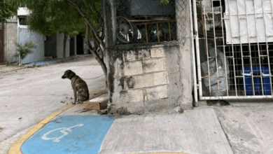 Autoridades del Centro de Bienestar Animal en Ciudad del Carmen atendieron un reporte de negligencia.