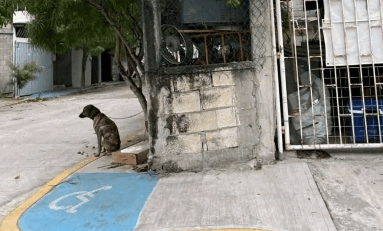 Autoridades del Centro de Bienestar Animal en Ciudad del Carmen atendieron un reporte de negligencia.