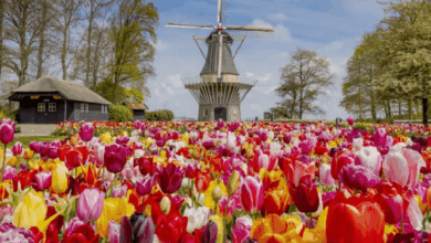 Keukenhof, conocido como el “Jardín de Europa”, es uno de los destinos turísticos más impresionantes de Holanda y una parada obligatoria para quienes desean vivir la experiencia de los tulipanes en su máximo esplendor.