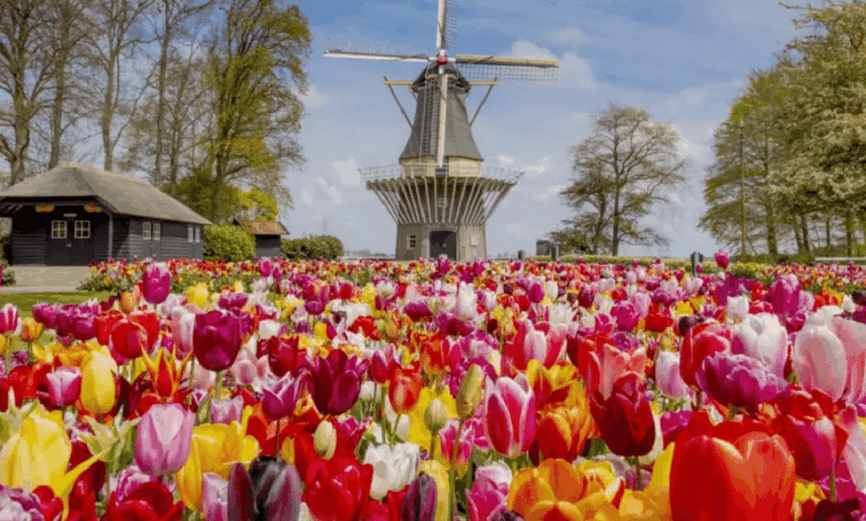 Keukenhof, conocido como el “Jardín de Europa”, es uno de los destinos turísticos más impresionantes de Holanda y una parada obligatoria para quienes desean vivir la experiencia de los tulipanes en su máximo esplendor.