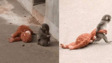 Punch, el mono bebé de Japón que conquistó redes sociales con su osito