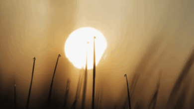 Clima hoy: comienzan a llegar las altas temperaturas a estos estados (Foto de internet)