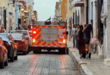 Ataque de abejas deja un hombre hospitalizado