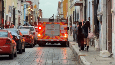 Ataque de abejas deja un hombre hospitalizado