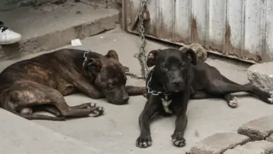 Atienden en Campeche 66 denuncias por maltrato animal durante febrero