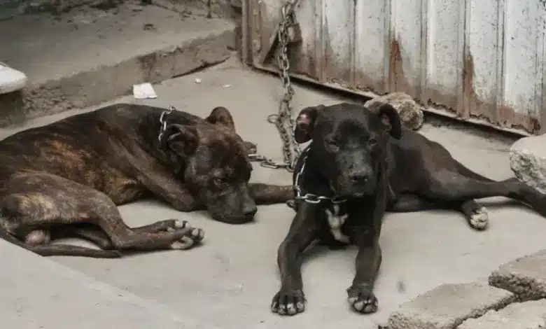 Atienden en Campeche 66 denuncias por maltrato animal durante febrero