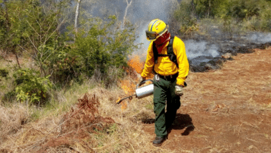 Campeche registra primeros incendios forestales de 2026