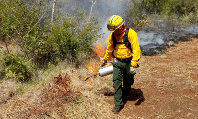 Campeche registra primeros incendios forestales de 2026