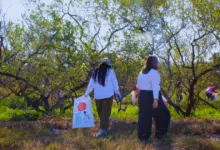 Campeche se une con Yucatán para limpiar Celestún