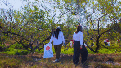 Campeche se une con Yucatán para limpiar Celestún