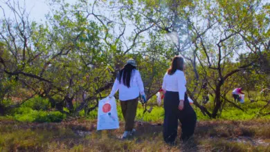 Campeche se une con Yucatán para limpiar Celestún