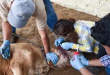 Candelaria instala Comité de Vigilancia para combatir el gusano barrenador