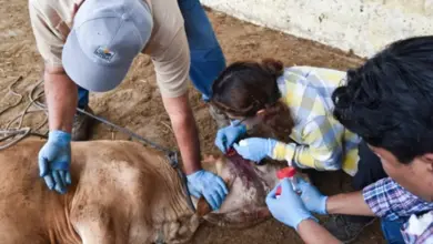 Candelaria instala Comité de Vigilancia para combatir el gusano barrenador