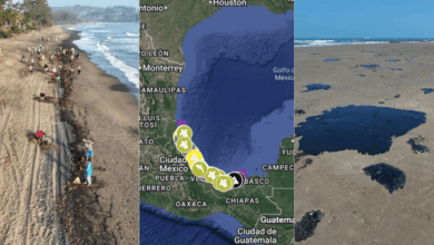 23 días del derrame en el Golfo de México, ya 630 km contaminados (Fotos de internet)
