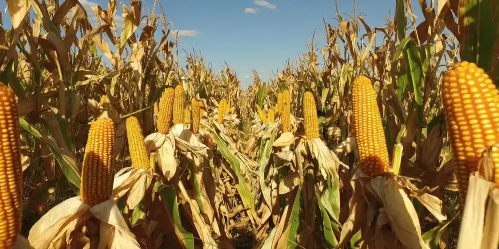 Entregan 108 millones de pesos en apoyos a productores de maíz en Campeche