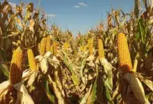 Entregan 108 millones de pesos en apoyos a productores de maíz en Campeche