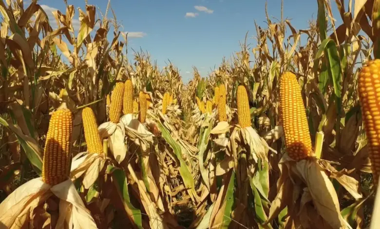 Entregan 108 millones de pesos en apoyos a productores de maíz en Campeche