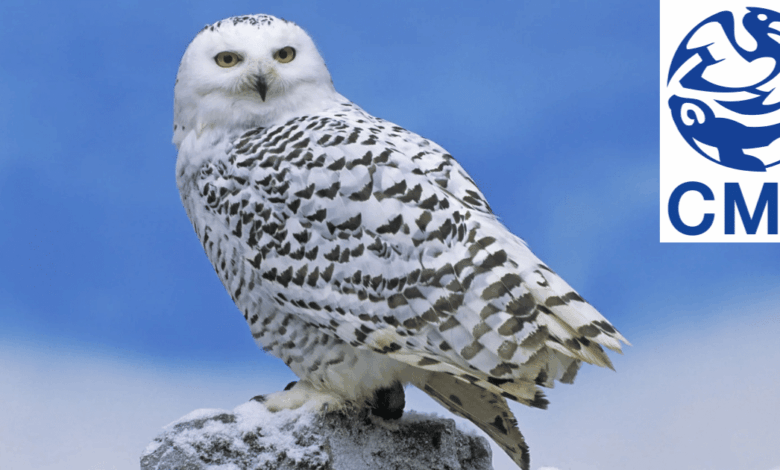 Lechuza de Harry Potter y otras 39 especies migratorias obtienen protección internacional