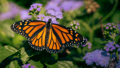 Mariposa monarca registra aumento del 64% en México durante temporada 2025-2026