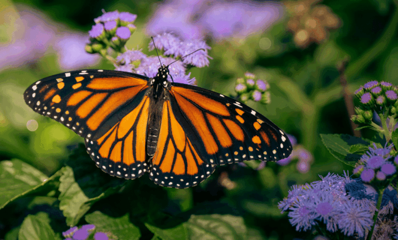Mariposa monarca registra aumento del 64% en México durante temporada 2025-2026