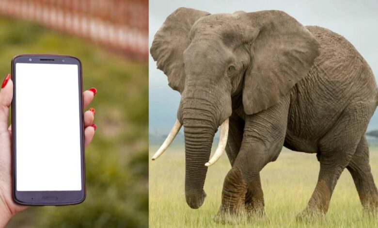 Mujer aplastada por un elefante al intentar tomarse una selfie