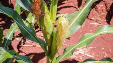 Paga AGRICULTURA más de 108 mdp a las y los productores de maíz blanco en Campeche