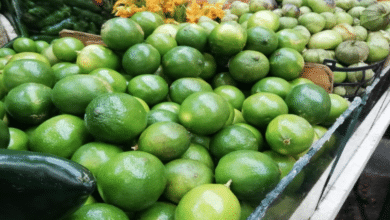 Precio del limón se dispara 300% en Ciudad del Carmen