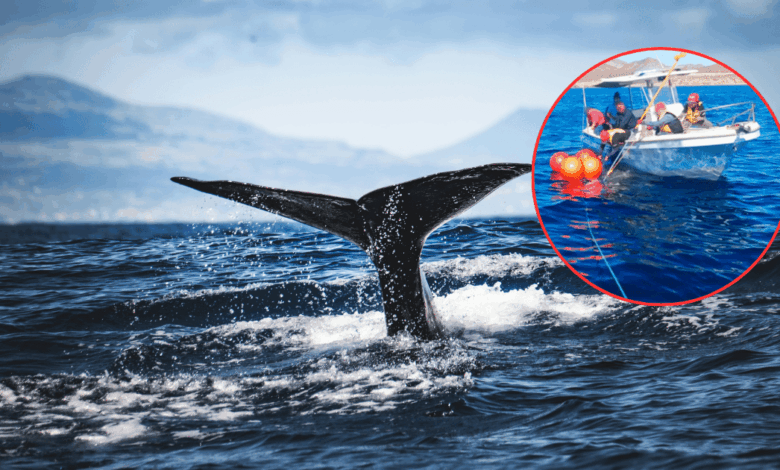 Profepa libera ballena jorobada y refuerza llamado al cuidado de fauna marina