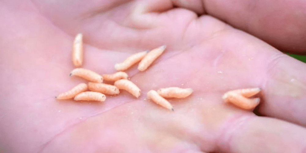 Se registra contagio humano de gusano barrenador en Hopelchén