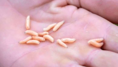 Se registra contagio humano de gusano barrenador en Hopelchén