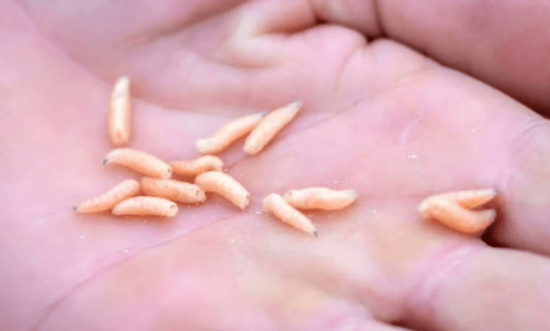 Se registra contagio humano de gusano barrenador en Hopelchén