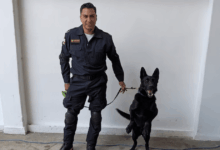 Togo, el perro rescatista que busca víctimas tras derrumbe en San Antonio Abad