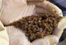 Uso de agroquímicos provoca problemas de salud y muerte de abejas