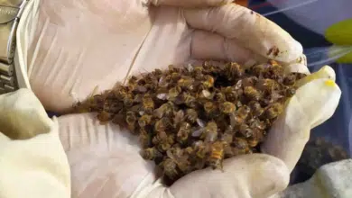 Uso de agroquímicos provoca problemas de salud y muerte de abejas