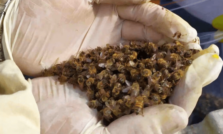 Uso de agroquímicos provoca problemas de salud y muerte de abejas