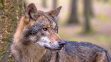 Avanza reintroducción del lobo mexicano a la vida silvestre (Foto de internet)
