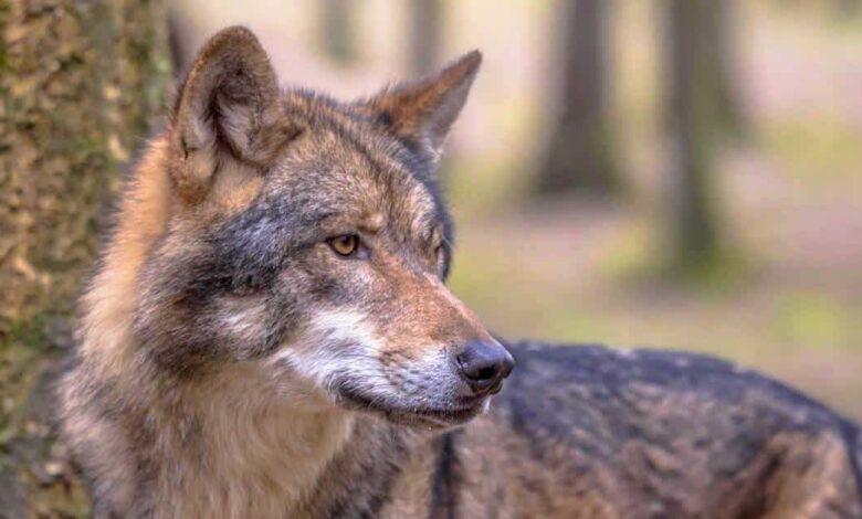 Avanza reintroducción del lobo mexicano a la vida silvestre (Foto de internet)
