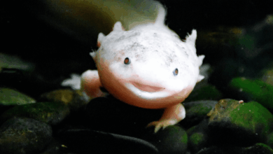 Ajolote mexicano aparece en Reino Unido el hallazgo que alerta sobre el abandono de especies exóticas