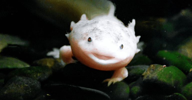 Ajolote mexicano aparece en Reino Unido el hallazgo que alerta sobre el abandono de especies exóticas
