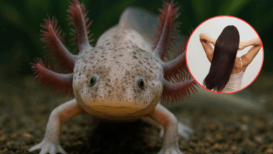 Cabello humano ayuda a salvar al ajolote en Xochimilco la innovadora técnica que limpia los canales