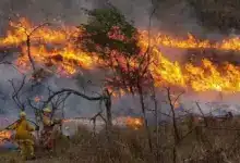campeche registra 24 incendios forestales en lo que va del año