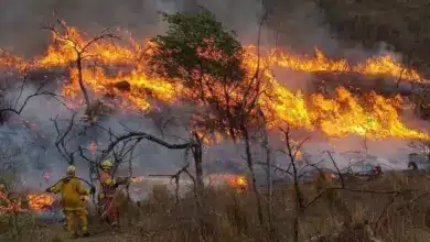 campeche registra 24 incendios forestales en lo que va del año