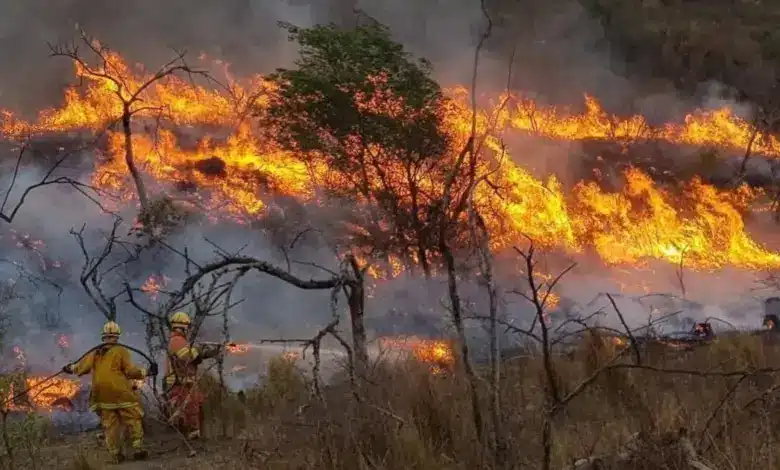 campeche registra 24 incendios forestales en lo que va del año