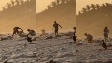 Video de saqueo de huevos de tortuga en Oaxaca, autoridades ya investigan (Foto de Río Oaxaca)