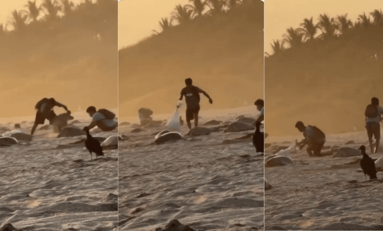 Video de saqueo de huevos de tortuga en Oaxaca, autoridades ya investigan (Foto de Río Oaxaca)